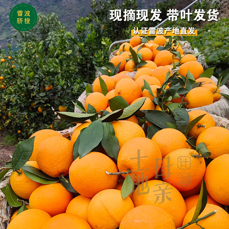 正宗大凉山雷波脐橙10斤新鲜水果橙子产地现摘现发花皮丑橙子榨汁,淘宝优惠券,粉丝福利购,淘宝优惠卷