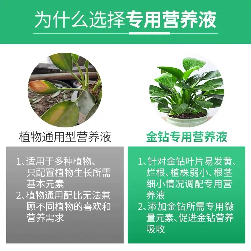 北施大叶金钻专用营养液改善黄叶卷边绿植通用型免稀释植物花肥料,淘宝优惠券,粉丝福利购,淘宝优惠卷