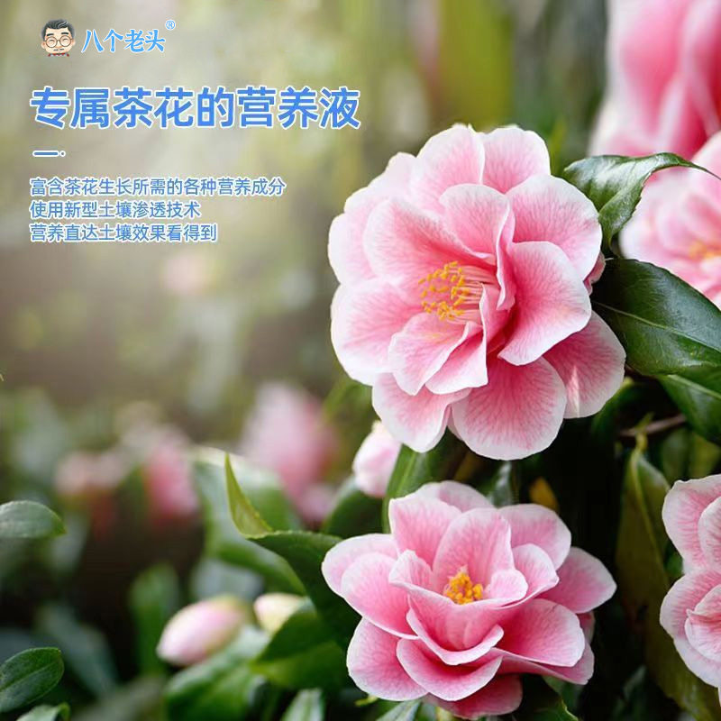 怡家彤乐茶花专用营养液家庭园艺养花肥料水溶肥叶面肥烂根生长肥,淘宝优惠券,粉丝福利购,淘宝优惠卷