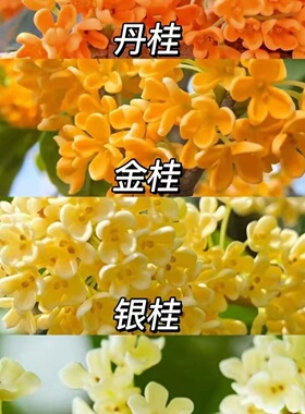 桂花味香水试香小样茵莱茶桂