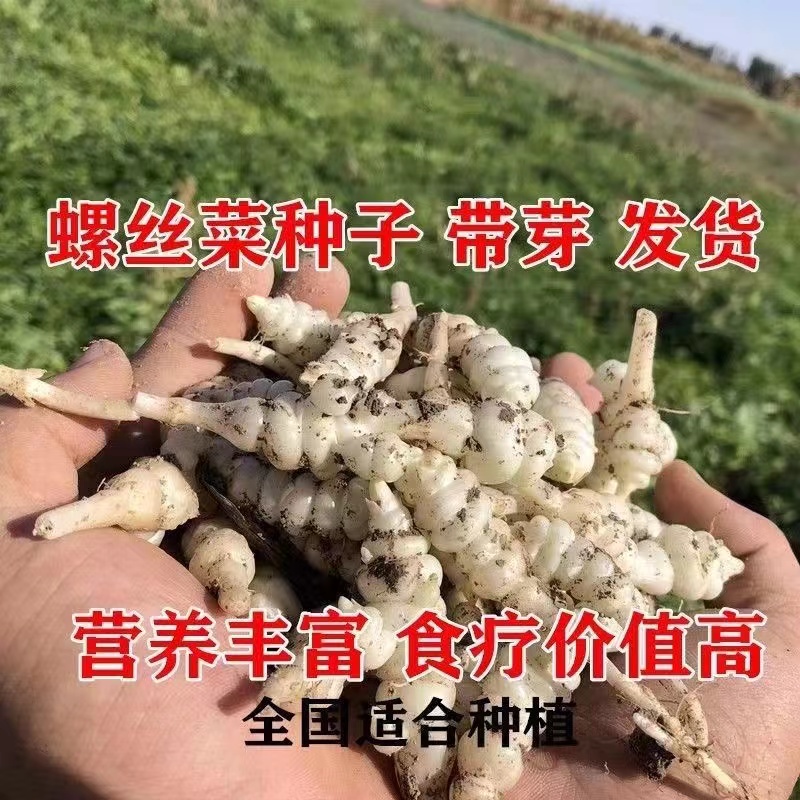 螺丝菜种苗宝塔菜种子地牯牛新鲜地环苗地葫芦种植地蚕宝塔菜新鲜-图1