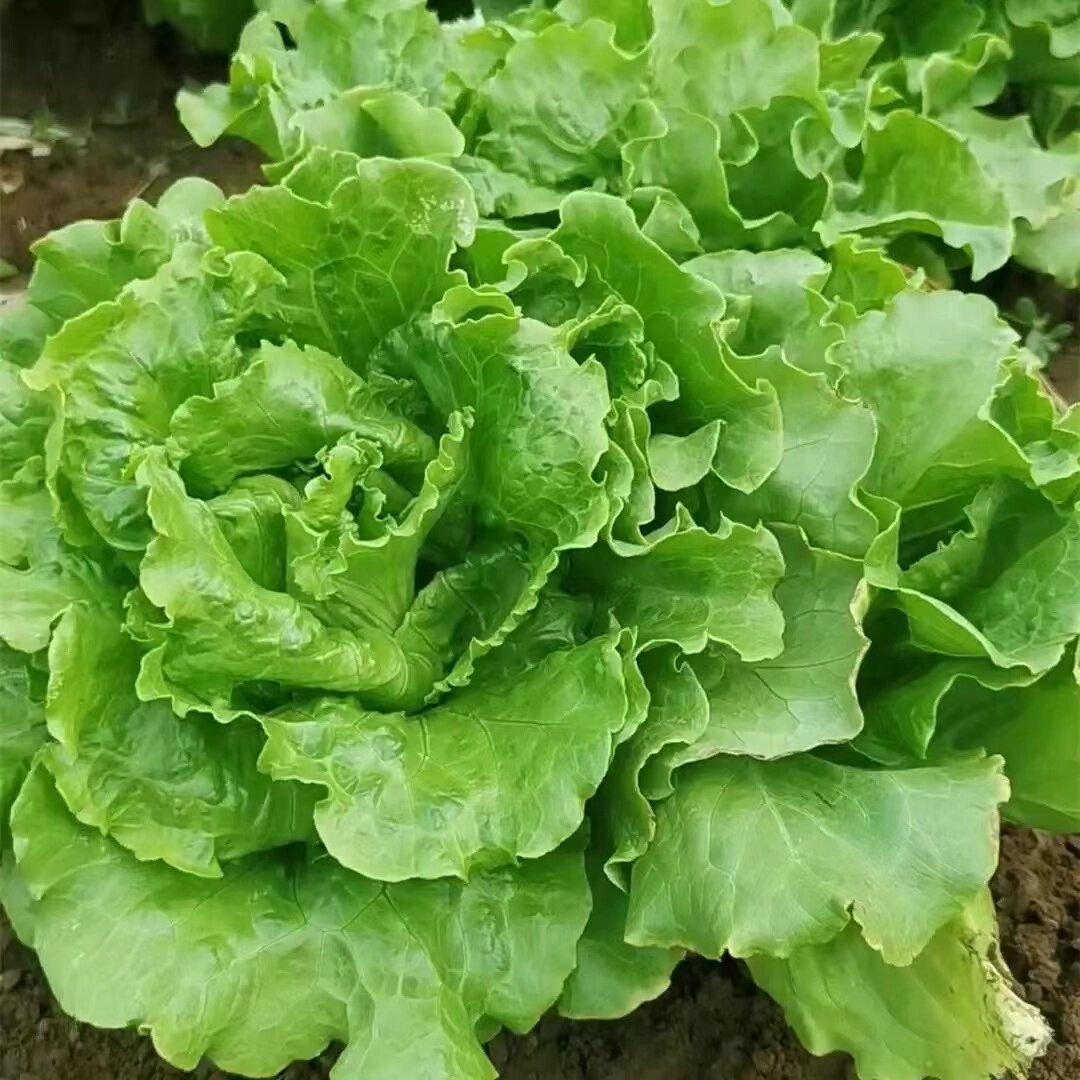 意大利生菜种子大全水培四季生菜种籽孑农家春夏秋冬季菜籽种南方