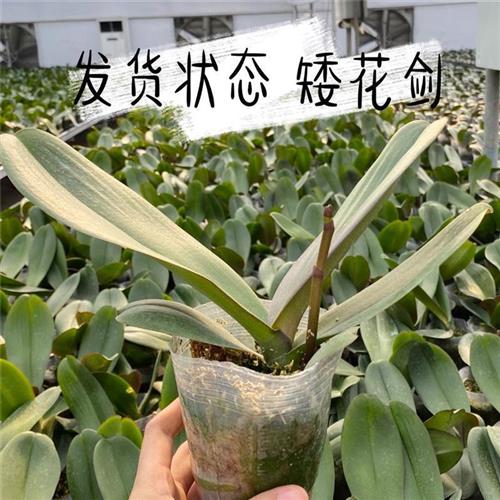 麒麟兰苑高品质蝴蝶兰大辣椒带花兰花苗好活易养室内花卉绿植盆景-图0