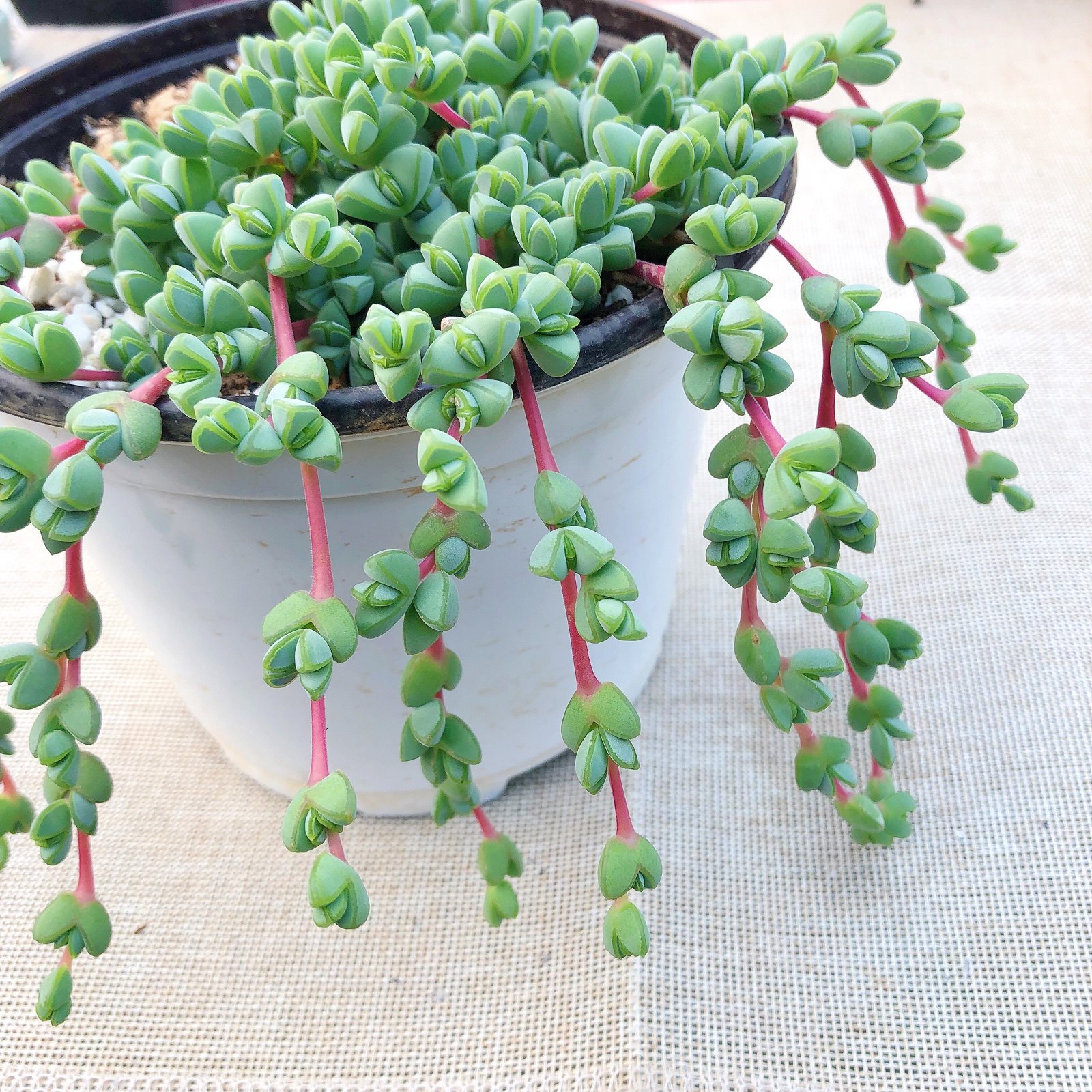 多肉植物碧玉莲办公室阳台肉肉组合盆栽 花卉绿植,淘宝优惠券,粉丝福利购,淘宝优惠卷