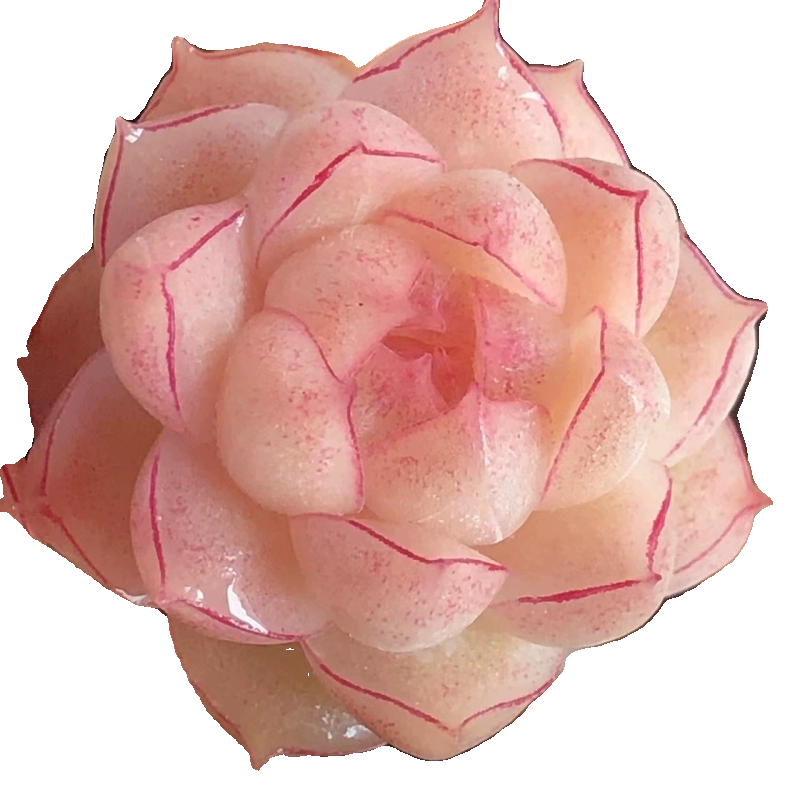 红女王多肉植物女王麦秆多肉天鹅绒韩版贵货室内花卉新手好养活,淘宝优惠券,粉丝福利购,淘宝优惠卷