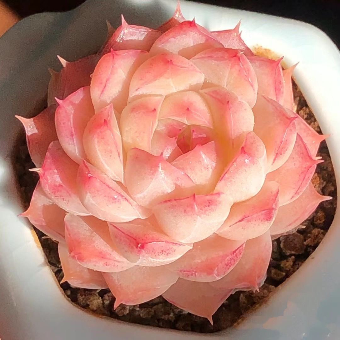 红女王多肉植物女王麦秆多肉天鹅绒韩版贵货室内花卉新手好养活,淘宝优惠券,粉丝福利购,淘宝优惠卷