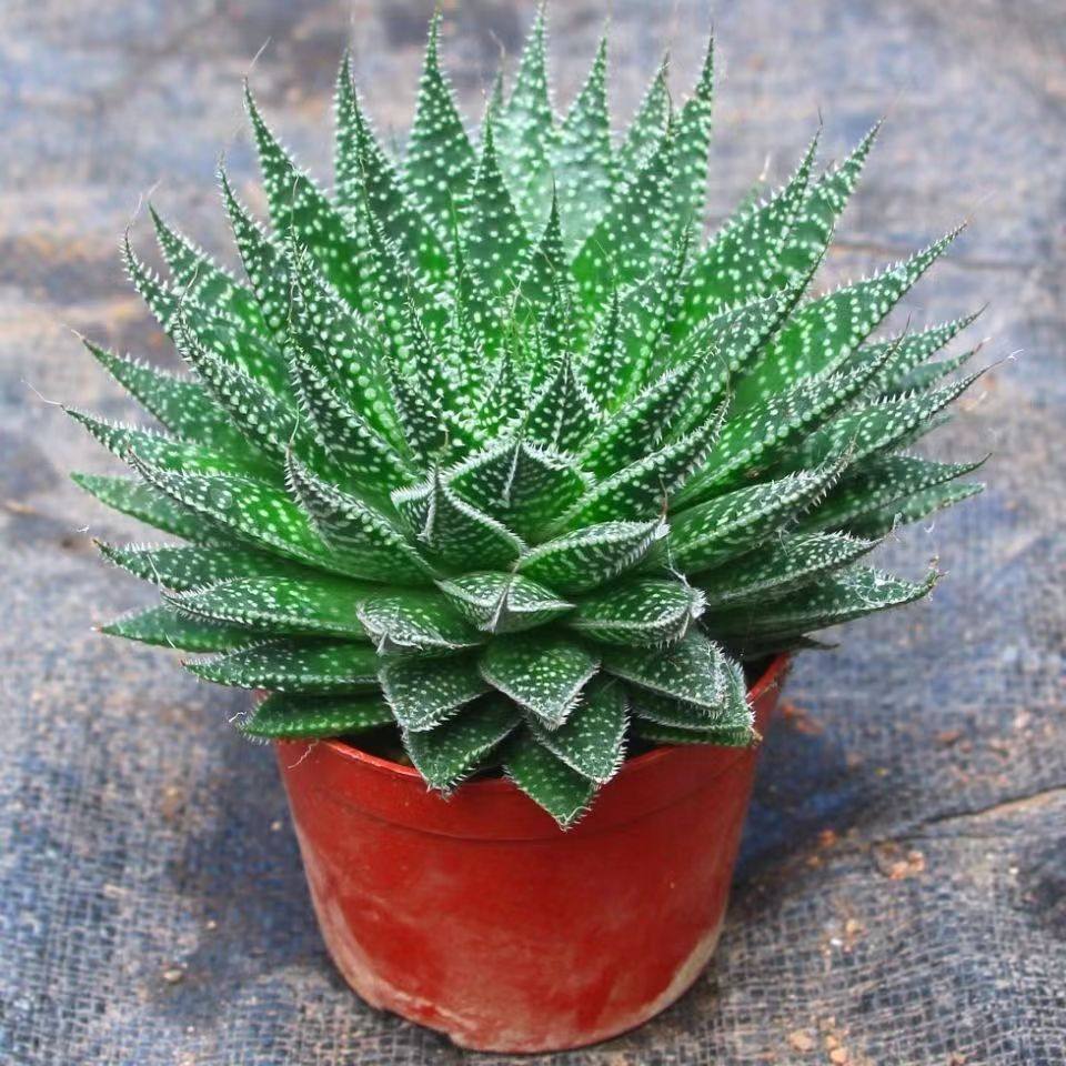 波露芦荟多肉植物大棵雪花芦荟绿植不夜城法师盆栽办公室桌面阳台,淘宝优惠券,粉丝福利购,淘宝优惠卷