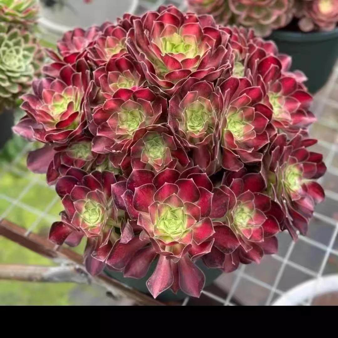 高档多肉植物超大颗粉韶华好养女巫老桩盆栽花卉美杜莎法师肉肉,淘宝优惠券,粉丝福利购,淘宝优惠卷