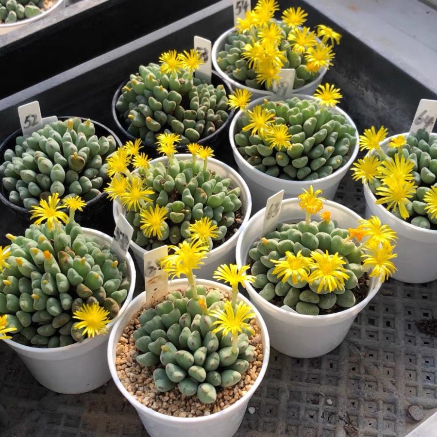 口笛 肉锥生石花多肉植物赤耳红边少将元宝口笛番杏科办公室盆栽,淘宝优惠券,粉丝福利购,淘宝优惠卷