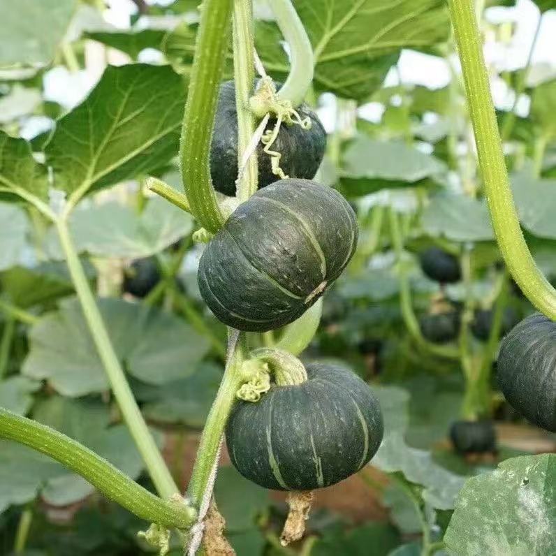 贝贝南瓜板栗味贝贝小南瓜新鲜粉糯