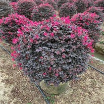 Red Flowers Stepwood Balls Red Stepwood-Shaped Boutique Jersey Red Stepwood Pile Green Fence Color Greenery Engineering Slim Potted Plants
