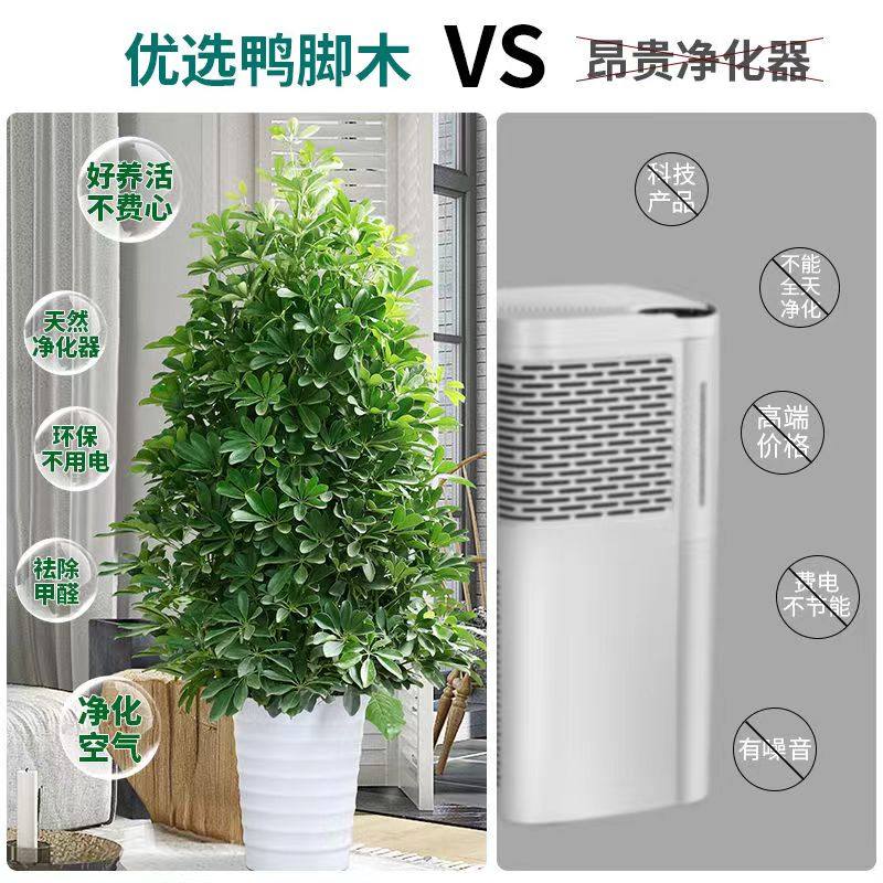 鸭脚木盆栽八方来财室内客厅大门口净化空气大型绿植招财树七叶莲,淘宝优惠券,粉丝福利购,淘宝优惠卷