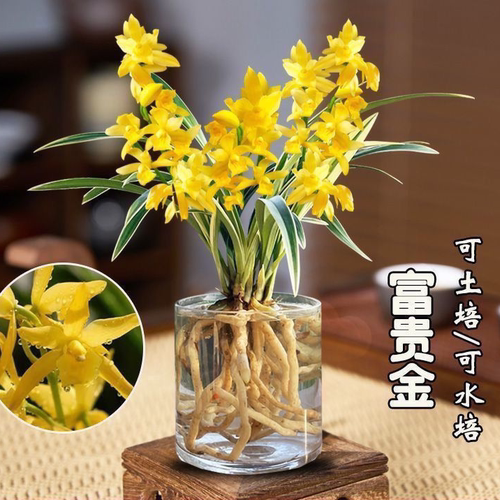 水培金边矮种建兰【红荷红】兰花苗浓香水味型客厅桌面净化空气 - 图2