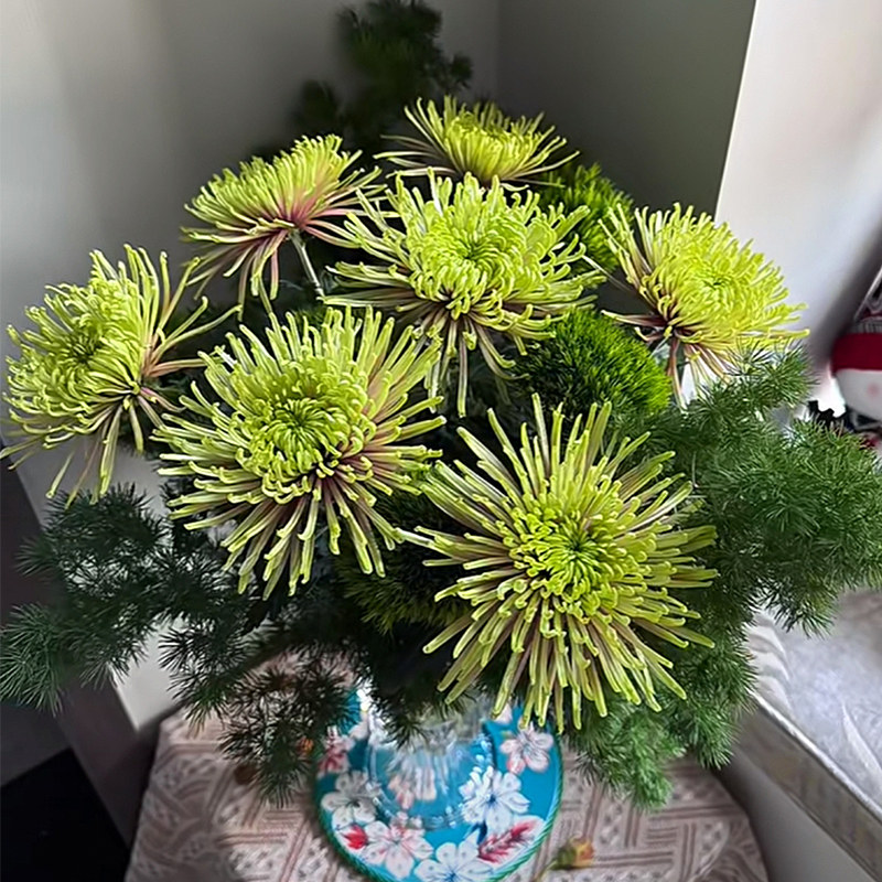 【精品】新鲜烟花菊安娜菊面包菊鲜花真花家用水培瓶插花云南直发,淘宝优惠券,粉丝福利购,淘宝优惠卷