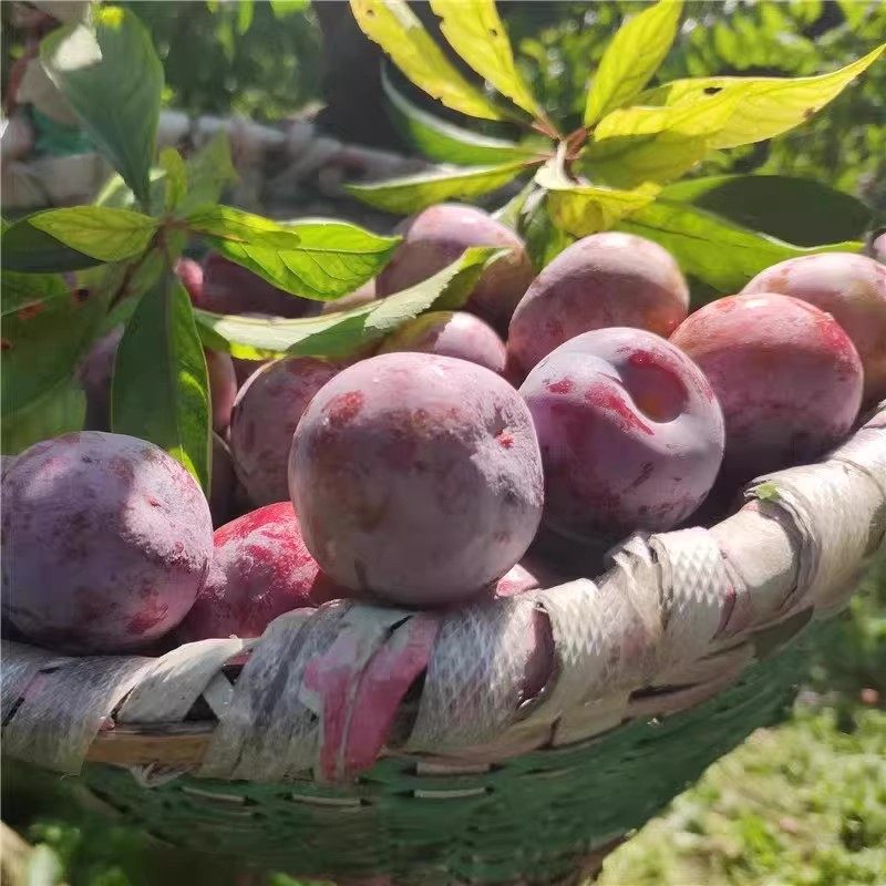 四川高山脆红李红心李脱骨李新鲜水果空心青红脆李半边红李子现货,淘宝优惠券,粉丝福利购,淘宝优惠卷