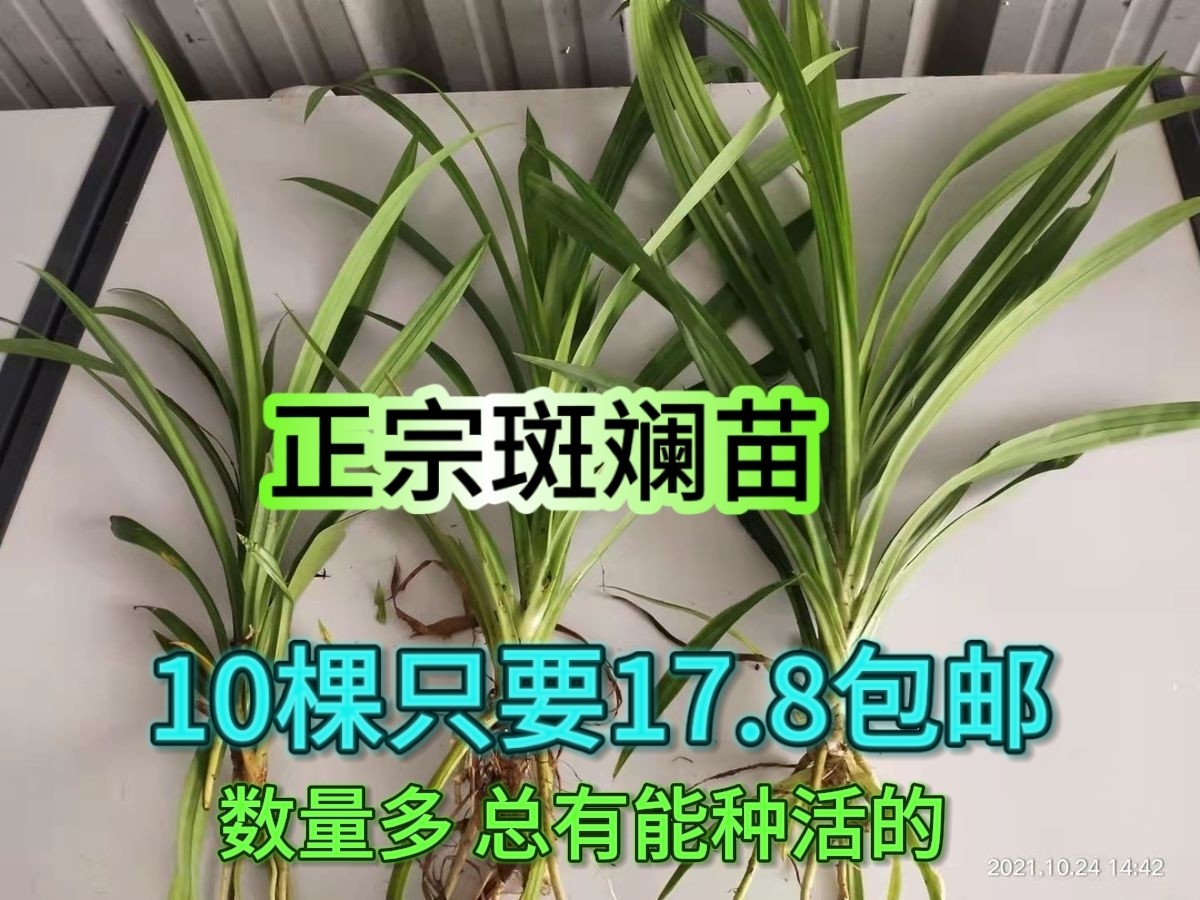 海南可食用斑斓苗香兰苗班兰苗室内绿植盆栽盆景净化空气香兰叶苗,淘宝优惠券,粉丝福利购,淘宝优惠卷