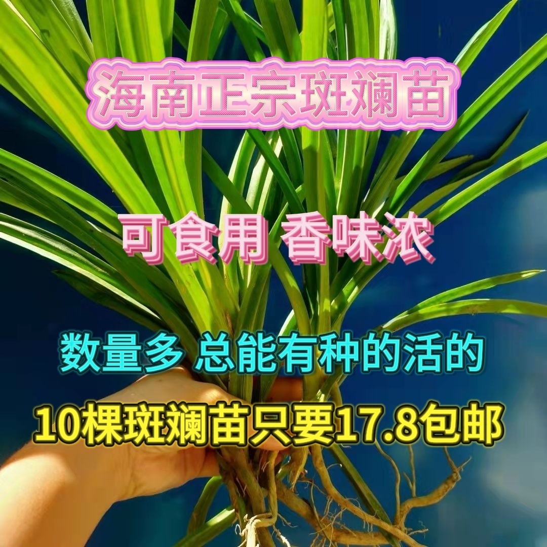 海南可食用斑斓苗香兰苗班兰苗室内绿植盆栽盆景净化空气香兰叶苗,淘宝优惠券,粉丝福利购,淘宝优惠卷