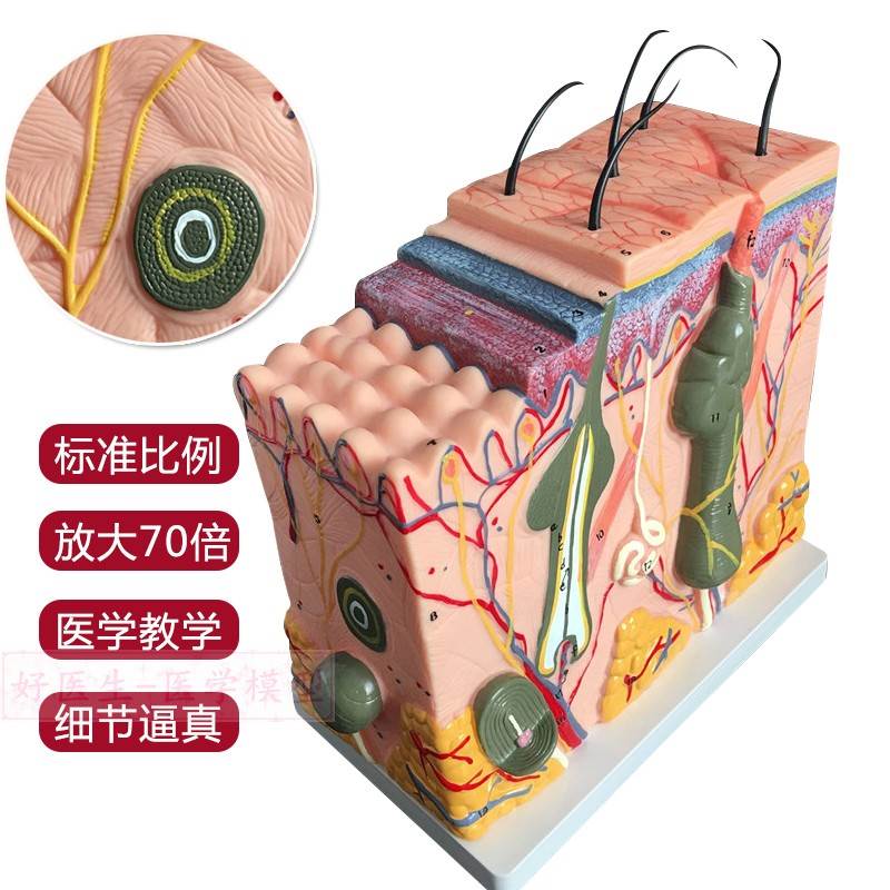 50倍人体皮肤组织结构放大解剖模型医学美容整形立体皮肤放大模型-图1