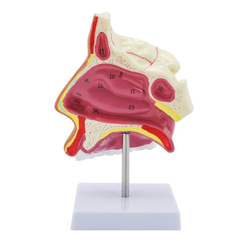 人体鼻腔解剖模型口腔咽和喉正中矢状断鼻咽腔喉咽腔耳鼻喉科模型-图3