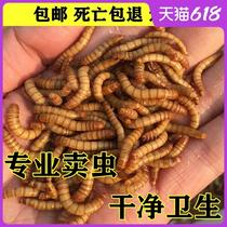 Feed-on-the-palace climbing and spotting food and bird food body yellow powder