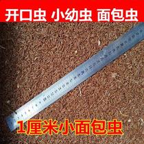 Boy 1 cm pet feed scorpion spider stone frog opening small and young