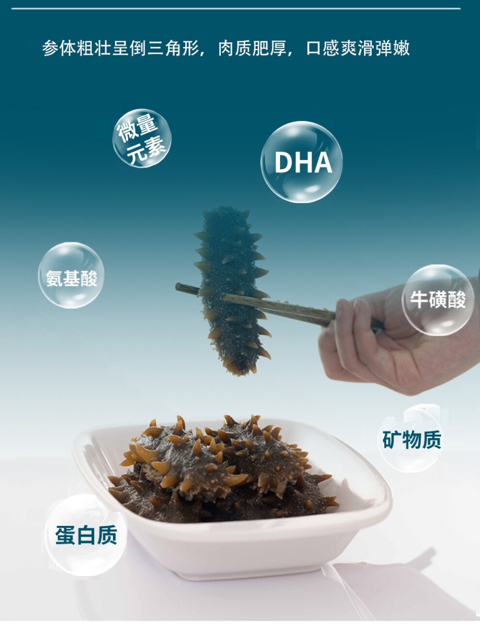  海参小岛生鲜海参