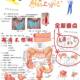 2025 Huo Kun Systematic Anatomy 154-page ultra-complete and detailed version, the latest academically compiled paper version