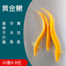 Clay Cold Water Golden Loach Fry Gold Clean Fish Tools Fish Clear-of-the-Nourish and Live New Skilled Hands for a little goldfish