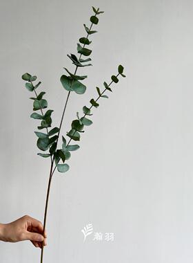 仿真植绿单枝尤加利叶大尤加利叶枝 家居橱室内造景饰插花配材假