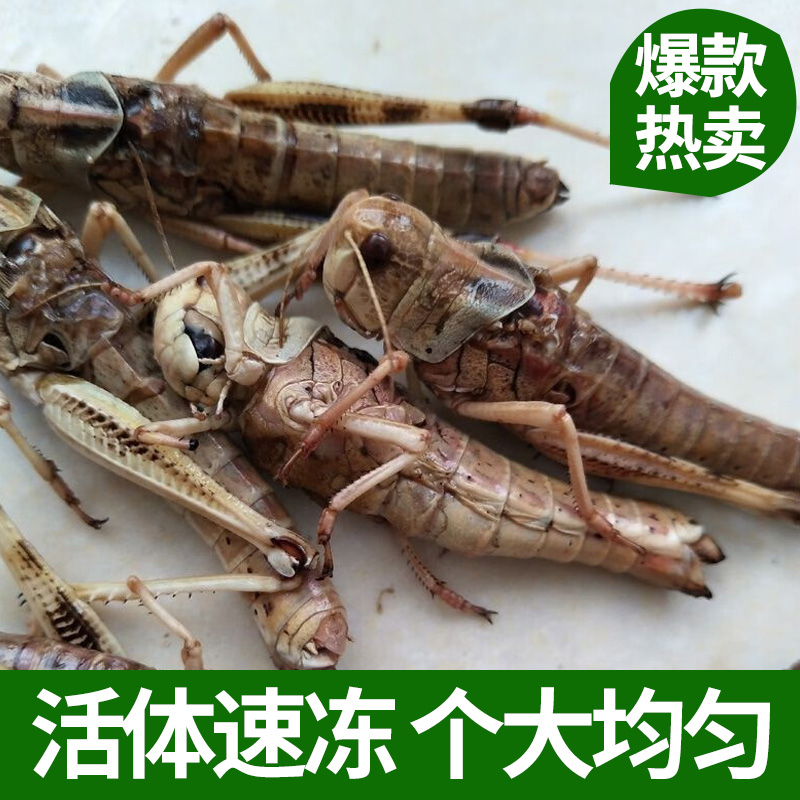 新鲜蚂蚱活体速冻油炸活蚂蚱蝗虫食用昆虫蚱蜢速冻带籽混合去翅膀 - 图0