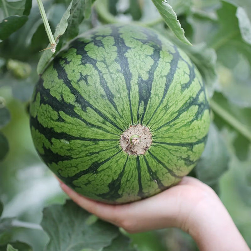 麒麟西瓜新鲜当季水果现摘皮大西瓜有籽甜西瓜正宗包邮,淘宝优惠券,粉丝福利购,淘宝优惠卷