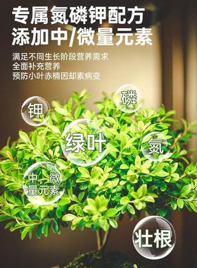 小叶赤楠营养液花肥小叶赤楠肥料专用肥防黄叶掉落金丝楠木水溶肥
