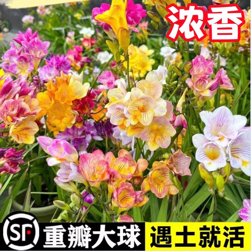 香雪兰种球四季好养活开花大球进口重瓣小苍兰种球混色盆栽带花苞,淘宝优惠券,粉丝福利购,淘宝优惠卷