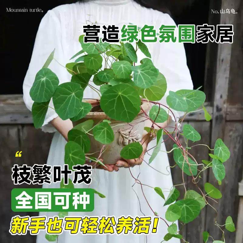 山乌龟造景多肉植物山乌龟盆栽室内圆叶绿植水培桌面盆景庭院爬藤,淘宝优惠券,粉丝福利购,淘宝优惠卷