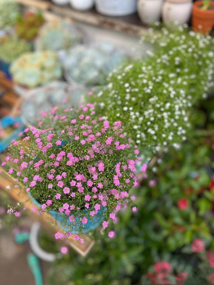 满天星种子四季播种开花好养易活盆栽苗花卉植物室内花籽花种籽子