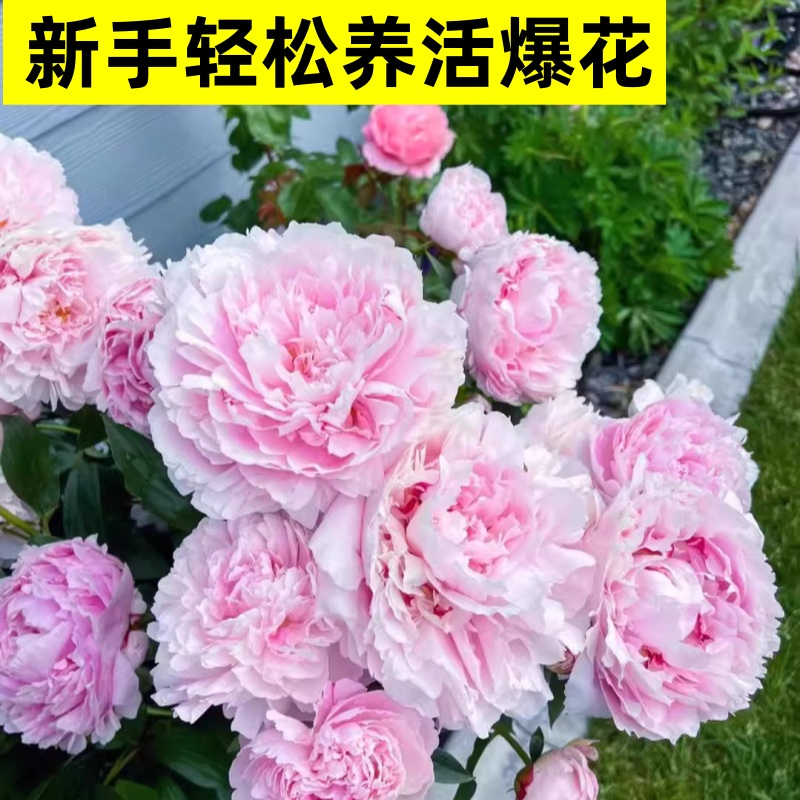 重瓣芍药花苗四季开花带芽大根块种球御前表演芍药多年生花卉盆栽 - 图2