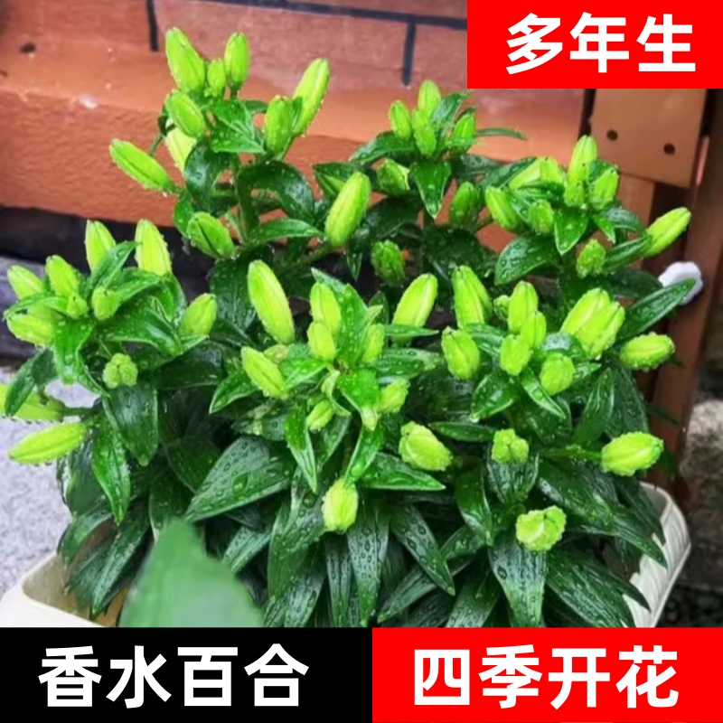 百合花种球进口香水百合四季开花好养花卉植物室内鲜花盆栽花种子 - 图0