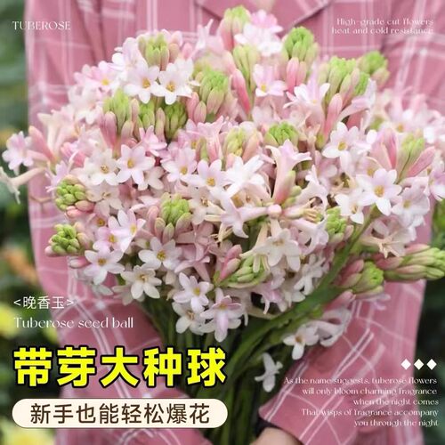 晚香玉种球重瓣大花球根带多芽多年生浓香型切花庭院阳台花卉盆栽 - 图2