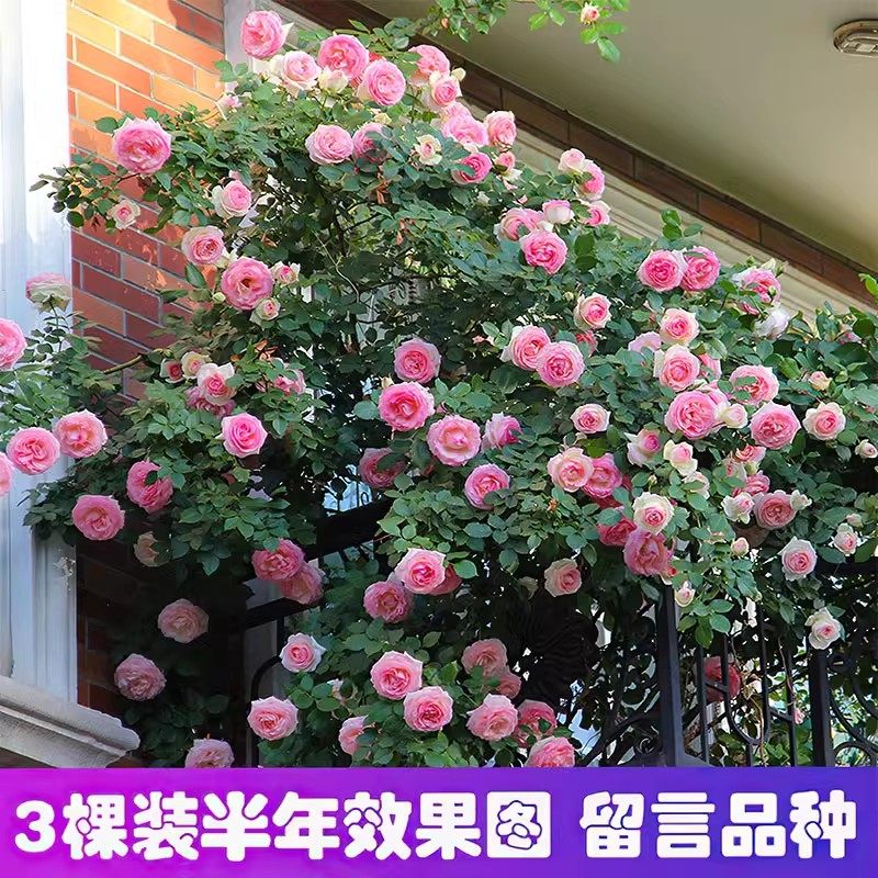 蔷薇花苗藤本月季花树庭院爬藤植物阳台花卉玫瑰盆栽四季播种好养,淘宝优惠券,粉丝福利购,淘宝优惠卷
