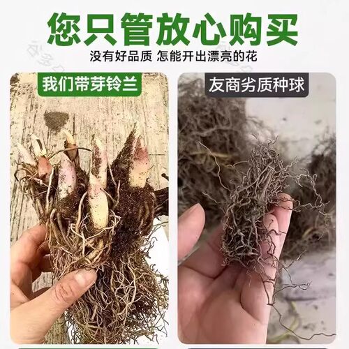 带芽铃兰花苗带根植物盆栽进口种球耐寒室内绿植花卉四季播种易活 - 图3