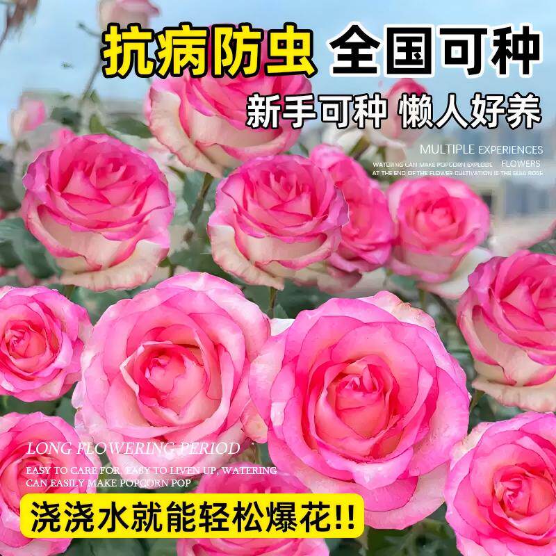 蔷薇花苗藤本月季花树庭院爬藤植物阳台花卉玫瑰盆栽四季播种好养,淘宝优惠券,粉丝福利购,淘宝优惠卷