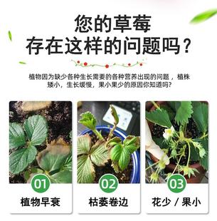 打造草莓园的“黄金法则”：施肥技巧与必备神器！