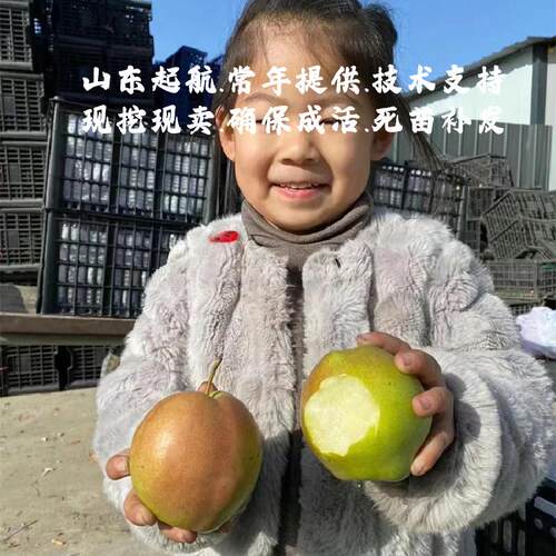 嫁接山西玉露香梨树苗盆栽庭院地栽雨露特大酥梨苗南北方种植果苗 - 图3