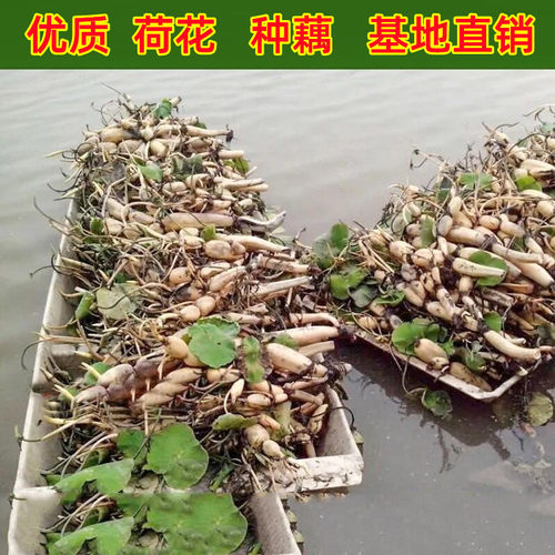 可食用观赏荷花苗藕种莲藕种根盆栽花卉植物水养池塘水培四季碗莲 - 图1