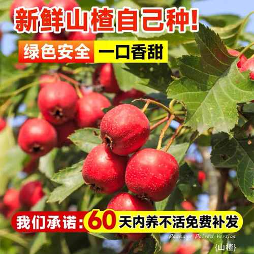 山楂树活苗无籽黄山楂树苗庭院南方北方四季种植当年结果苗果树苗 - 图2