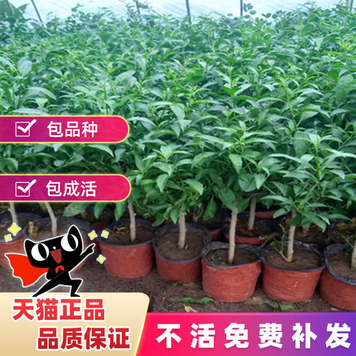 夜来香盆栽树苗室内室外四季花卉耐寒植物带花苞大苗夜来香老桩花 - 图1