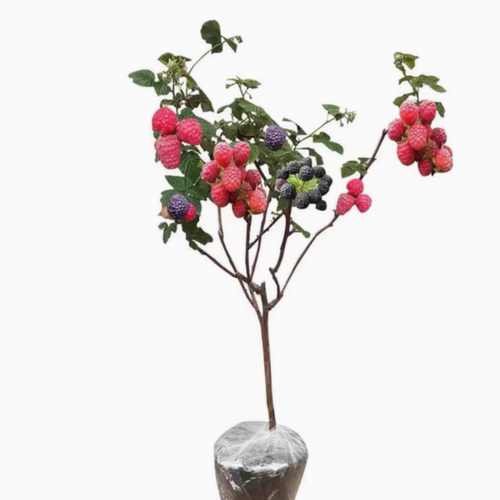 树莓苗盆栽果树苗双季覆盆子地栽南方北方四季种植当年结果红树莓 - 图3