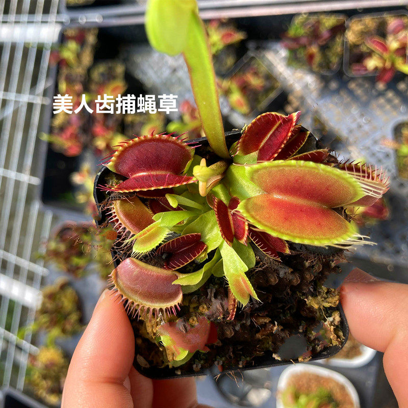 超大捕蝇草盆栽猪笼草食虫食人花卉水培植物茅膏菜驱蚊绿植捕虫草,淘宝优惠券,粉丝福利购,淘宝优惠卷
