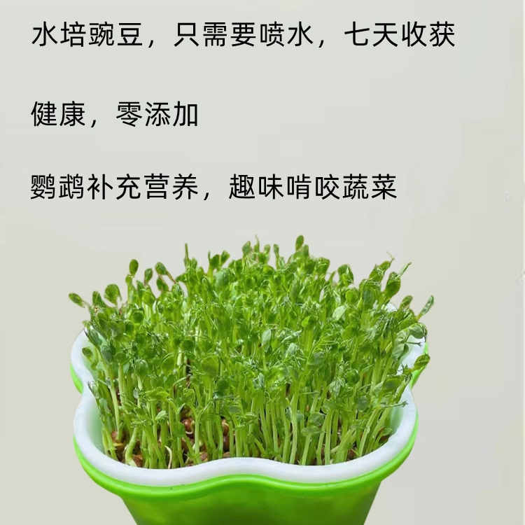 鹦鹉豌豆苗饲料天然蔬菜维他命鸟粮零食啃咬趣味手养虎皮牡丹玄凤,淘宝优惠券,粉丝福利购,淘宝优惠卷