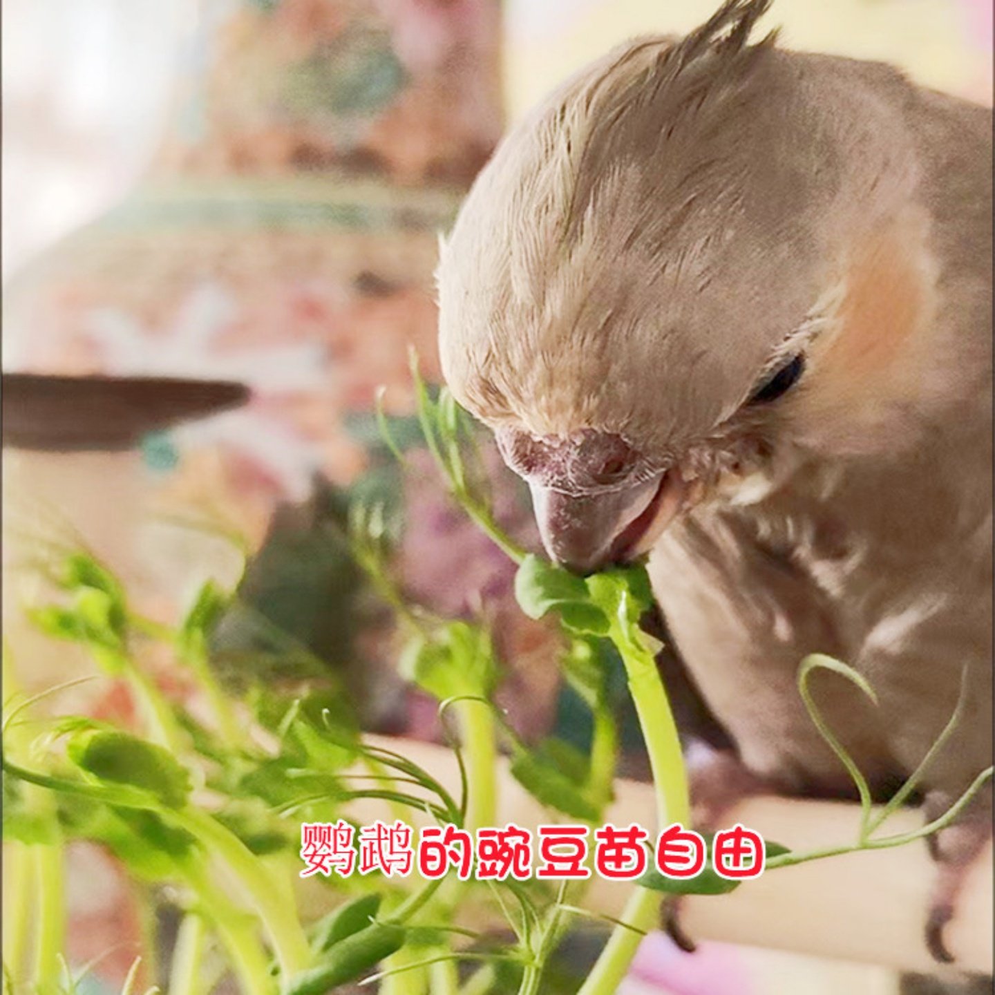 鹦鹉水培豌豆苗饲料天然蔬菜维他命鸟粮零食啃咬趣味虎皮牡丹玄凤,淘宝优惠券,粉丝福利购,淘宝优惠卷